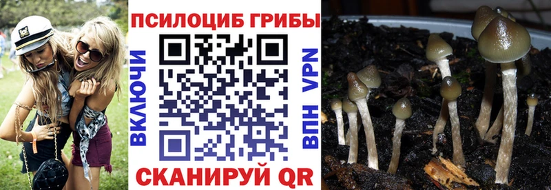 Купить  Дагестанские Огни  Псилоцибиновые грибы Magic Shrooms 
